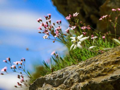 007-Edelweiss am Wegrand